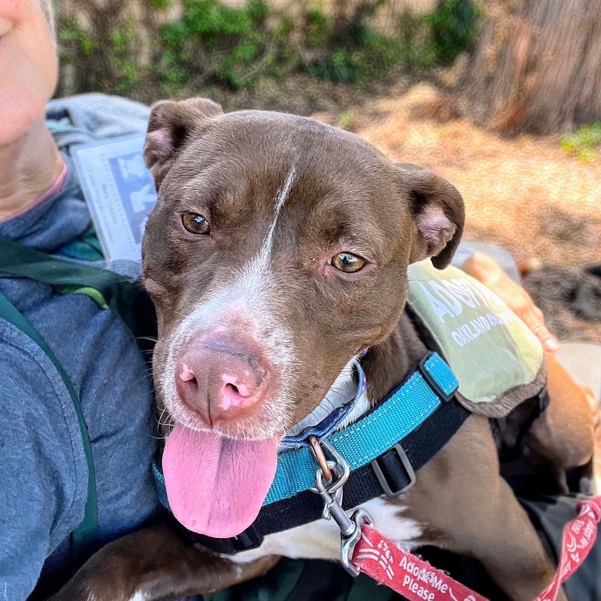 Naia - Pit Bull Terrier