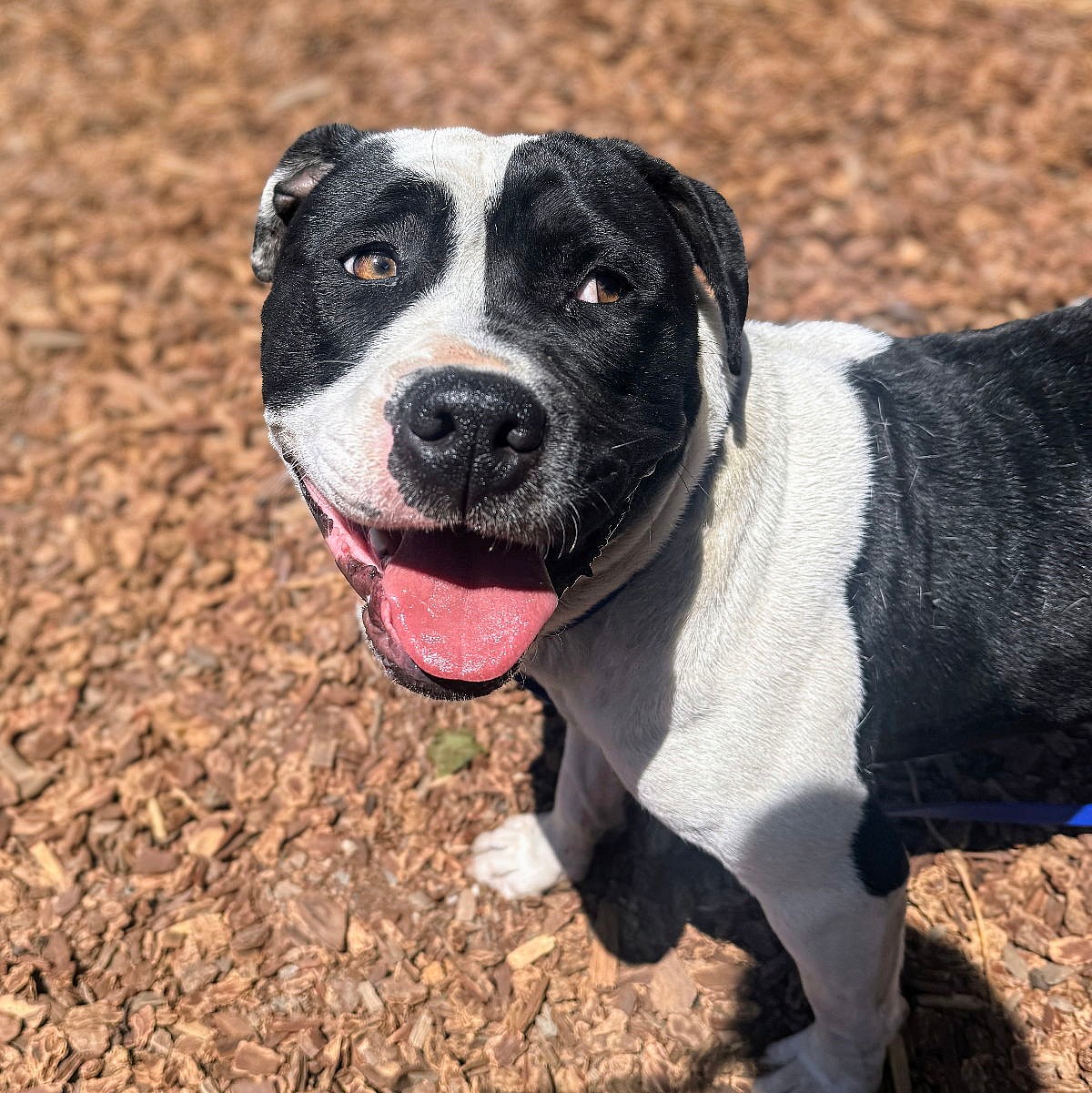 Lychee - American Pit Bull Terrier