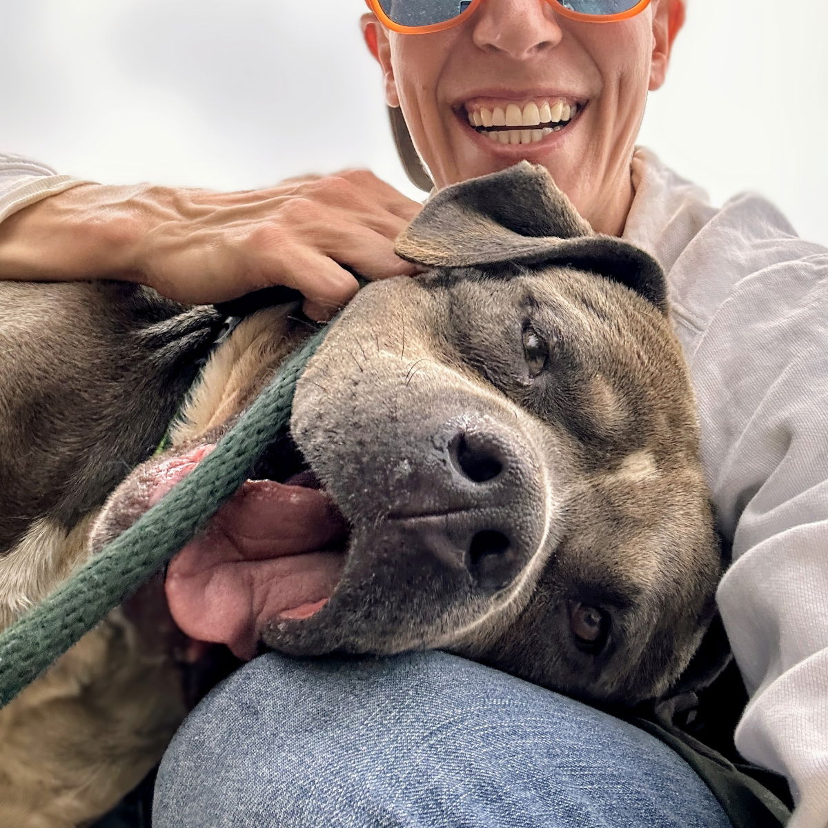 Toblerone - Pit Bull Terrier