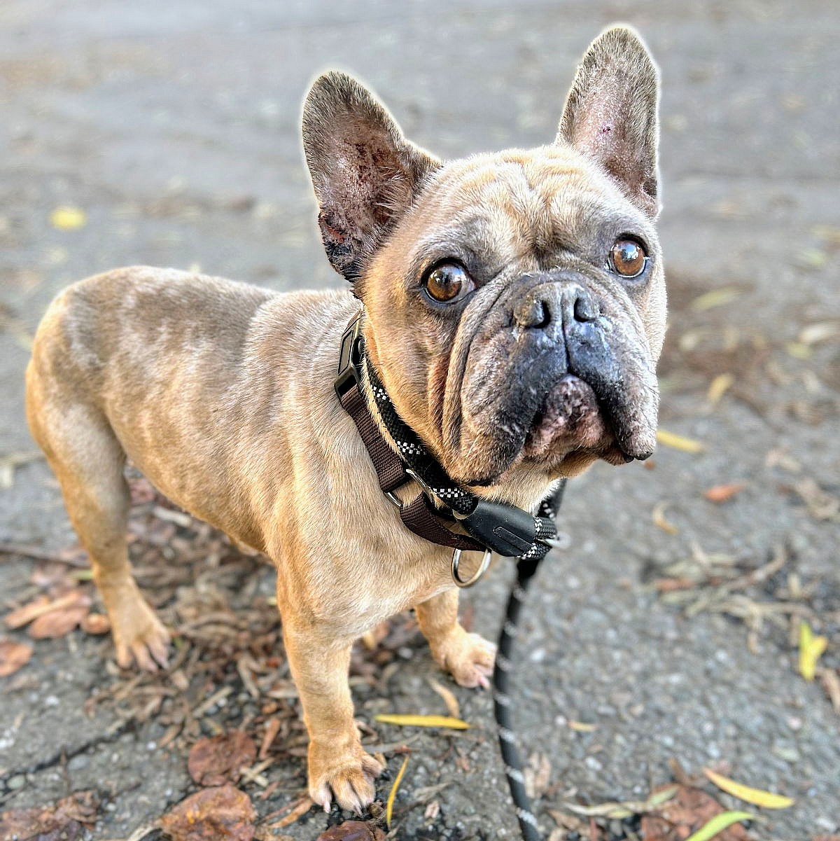 Cardigan - French Bulldog