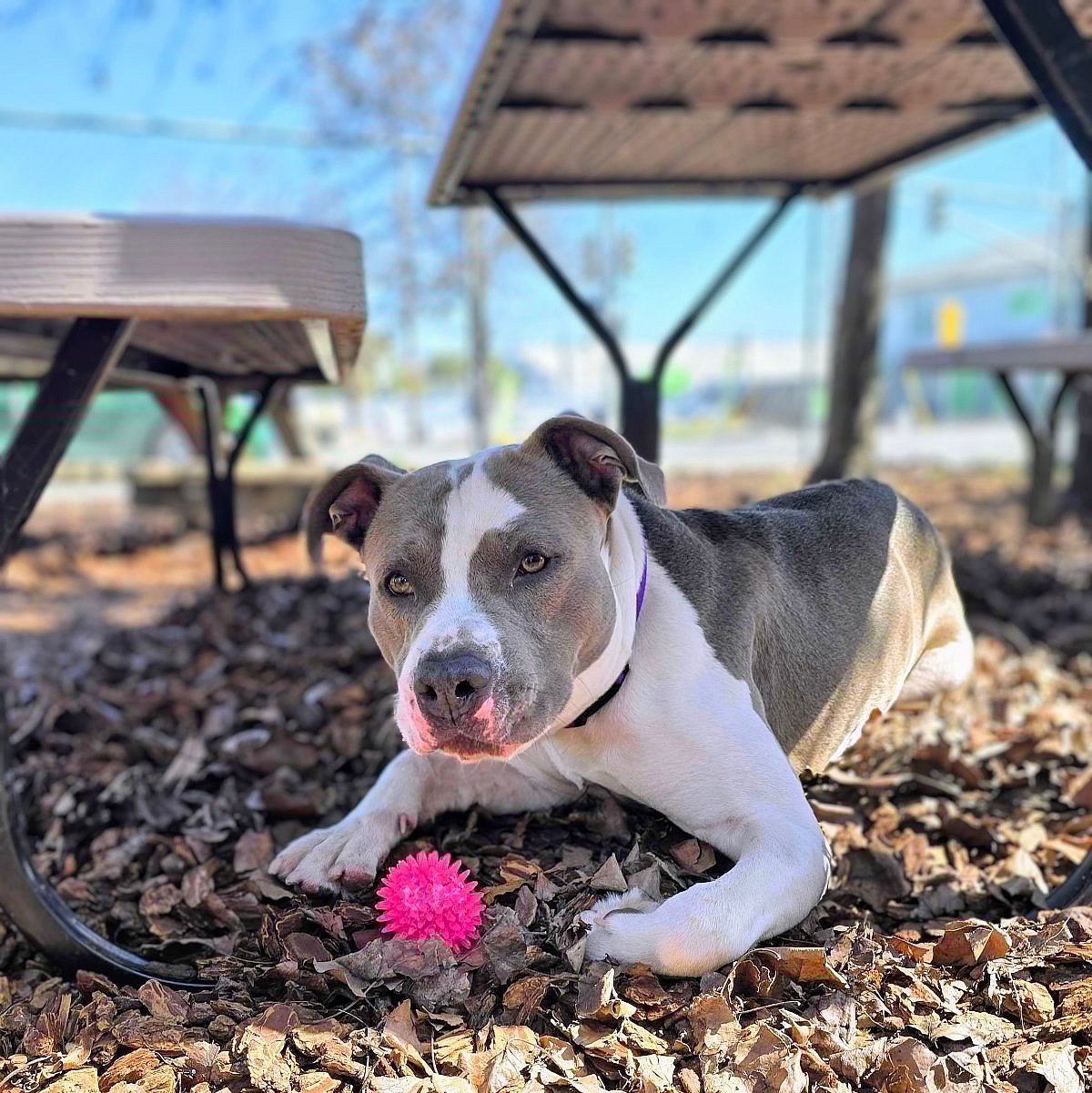 Hudson - Pit Bull Terrier