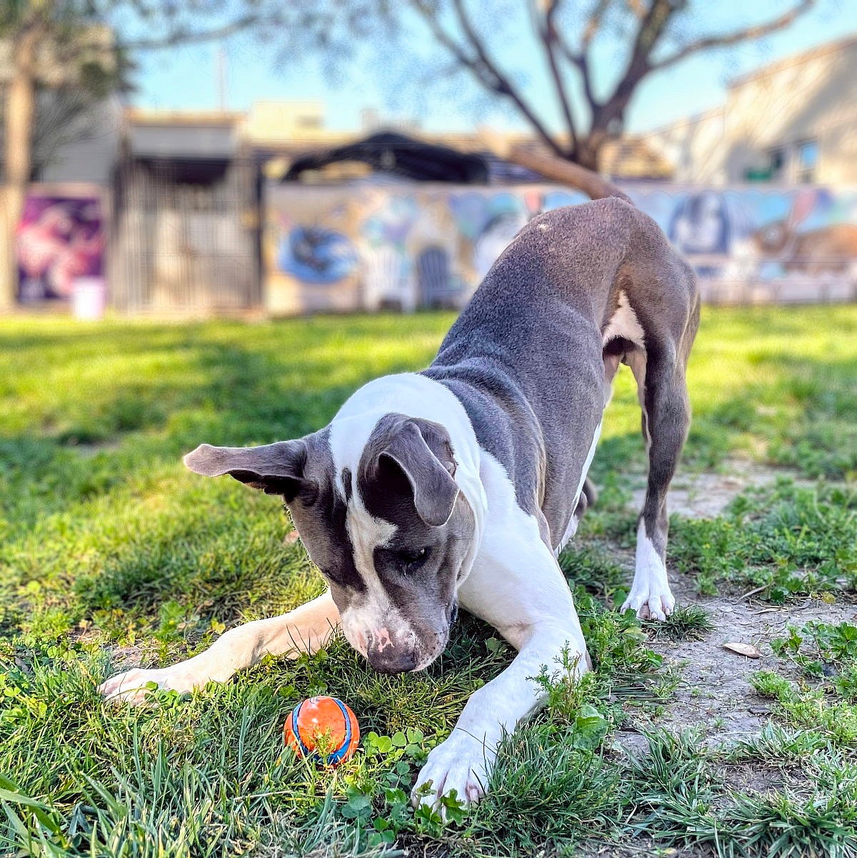 Hudson - Pit Bull Terrier