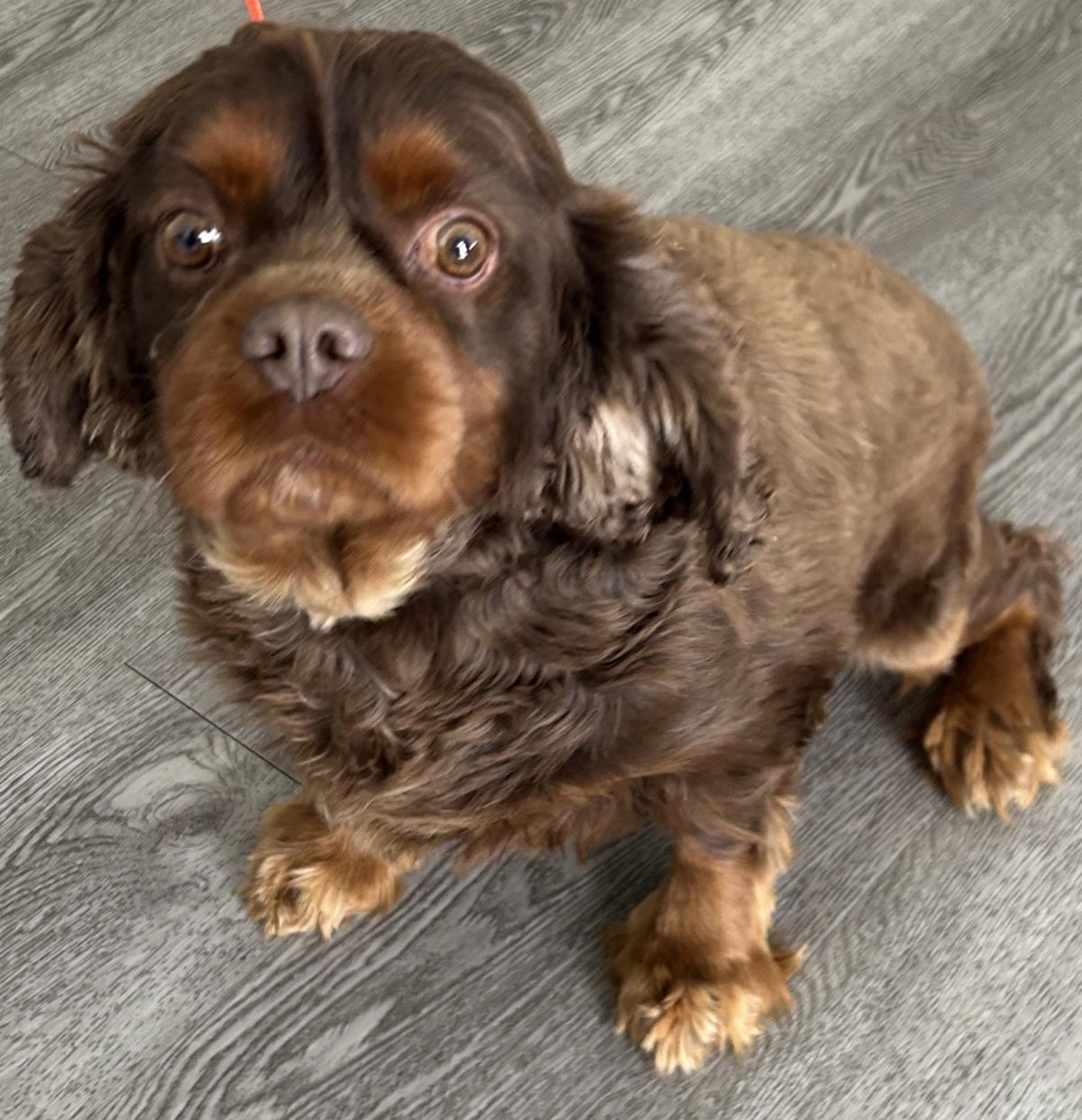 Buster - Cavalier King Charles Spaniel