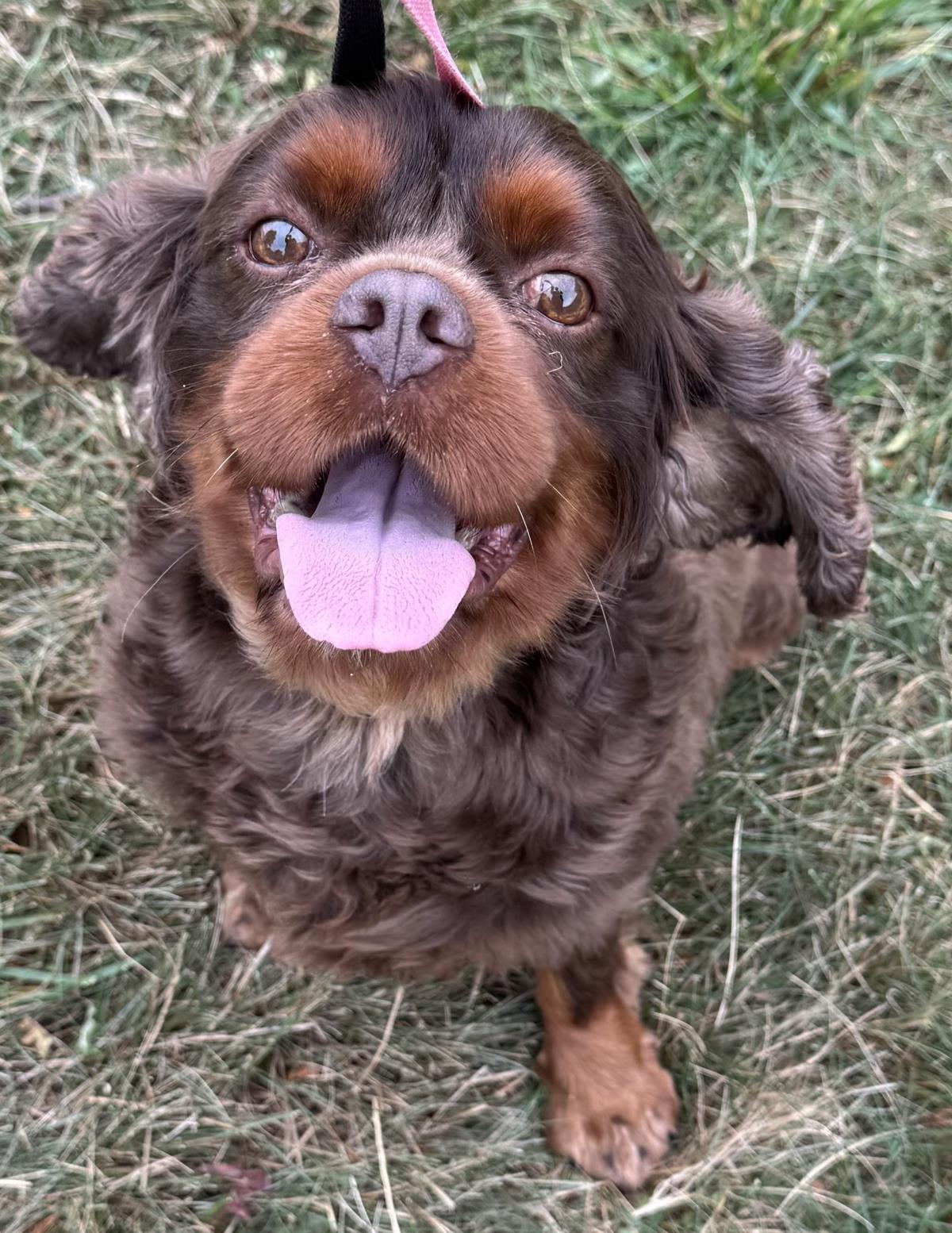 Buster - Cavalier King Charles Spaniel