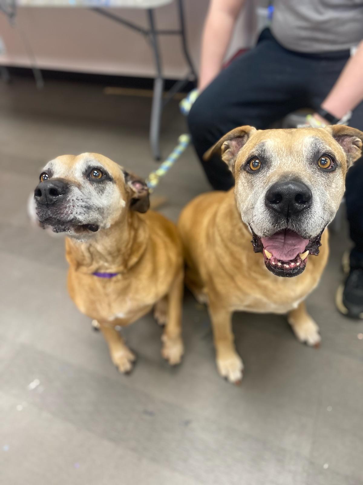 Fred and Ethel (a bonded pair)