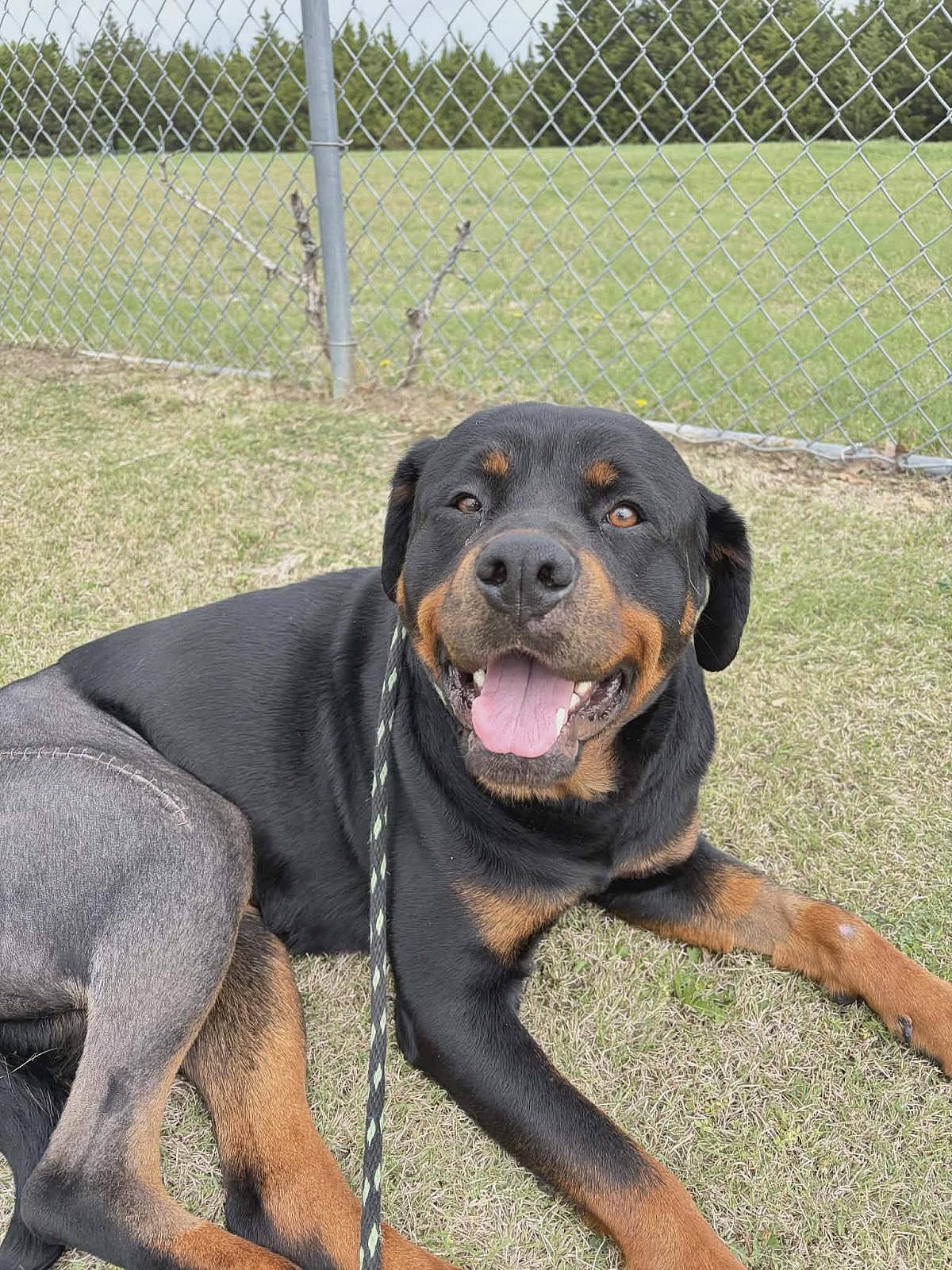 Maria - Rottweiler