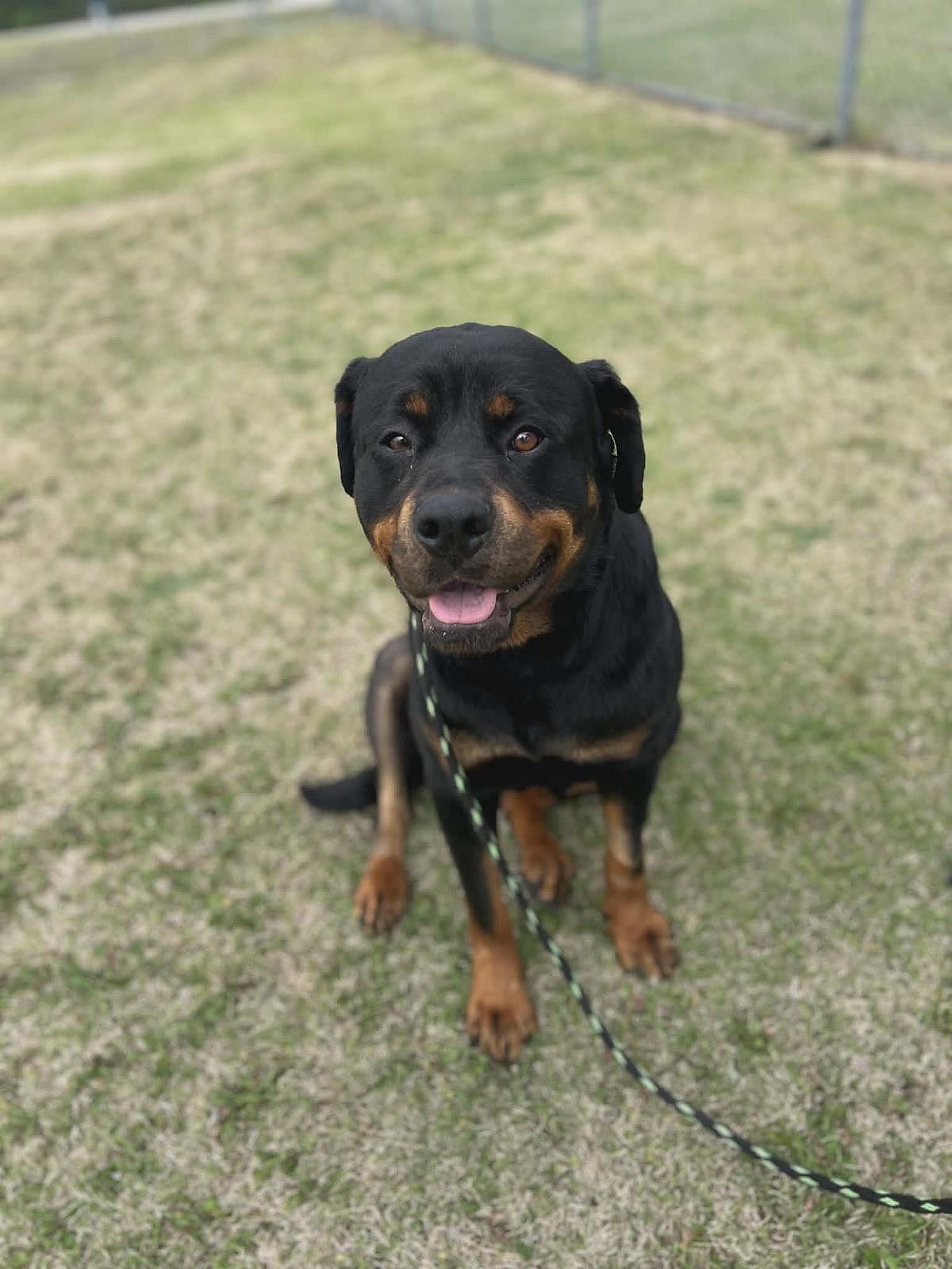 Maria - Rottweiler