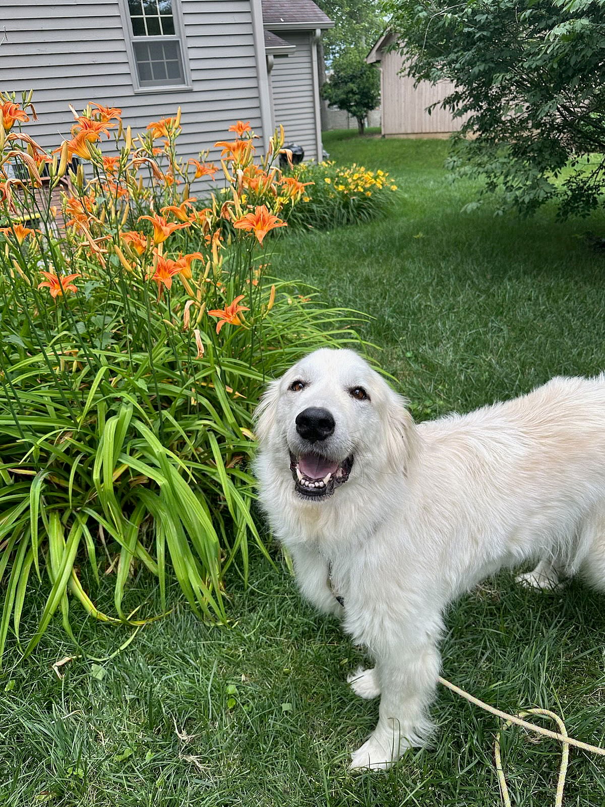 Luna - Great Pyrenees