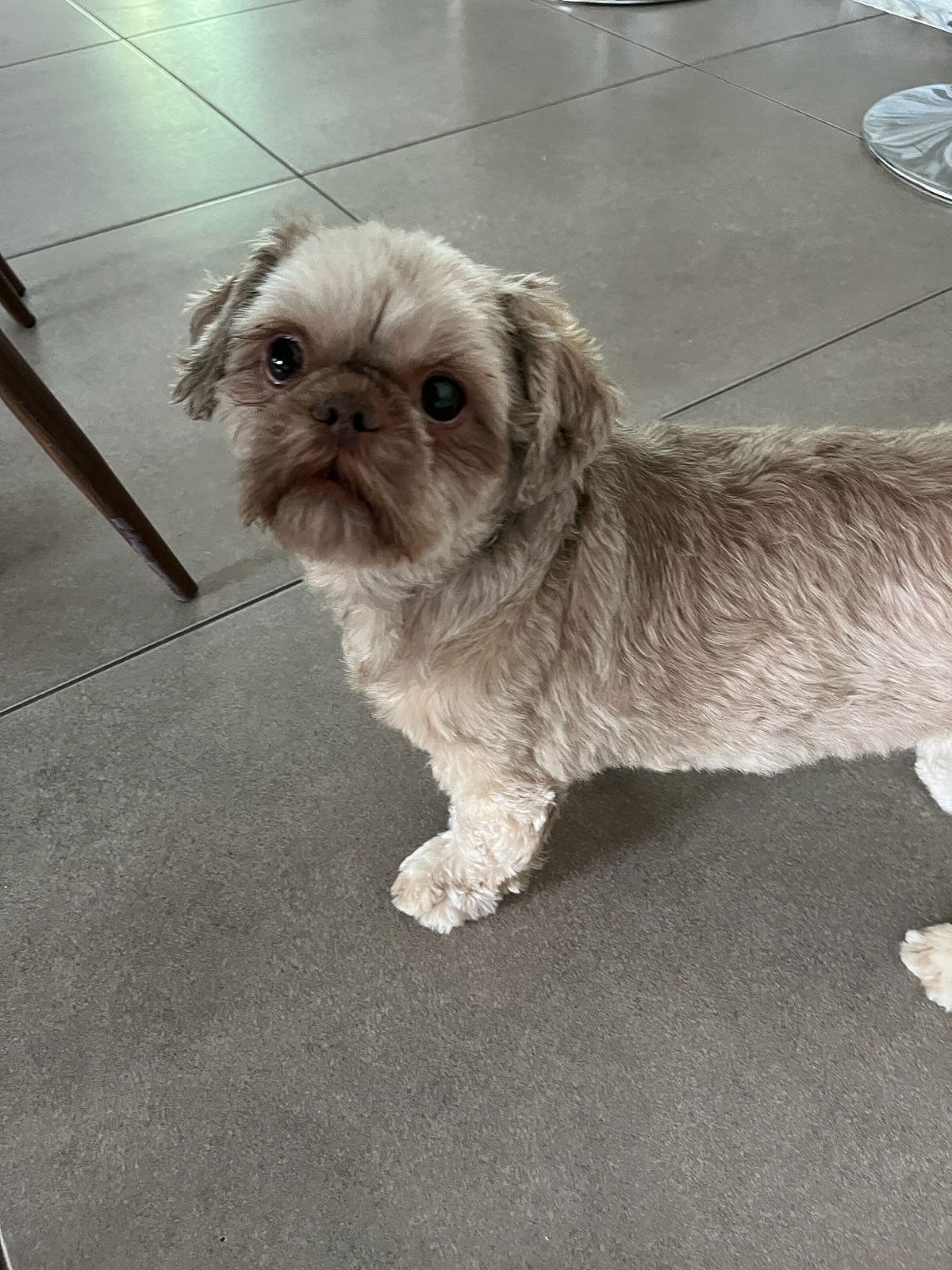 Nutmeg - Shih Tzu