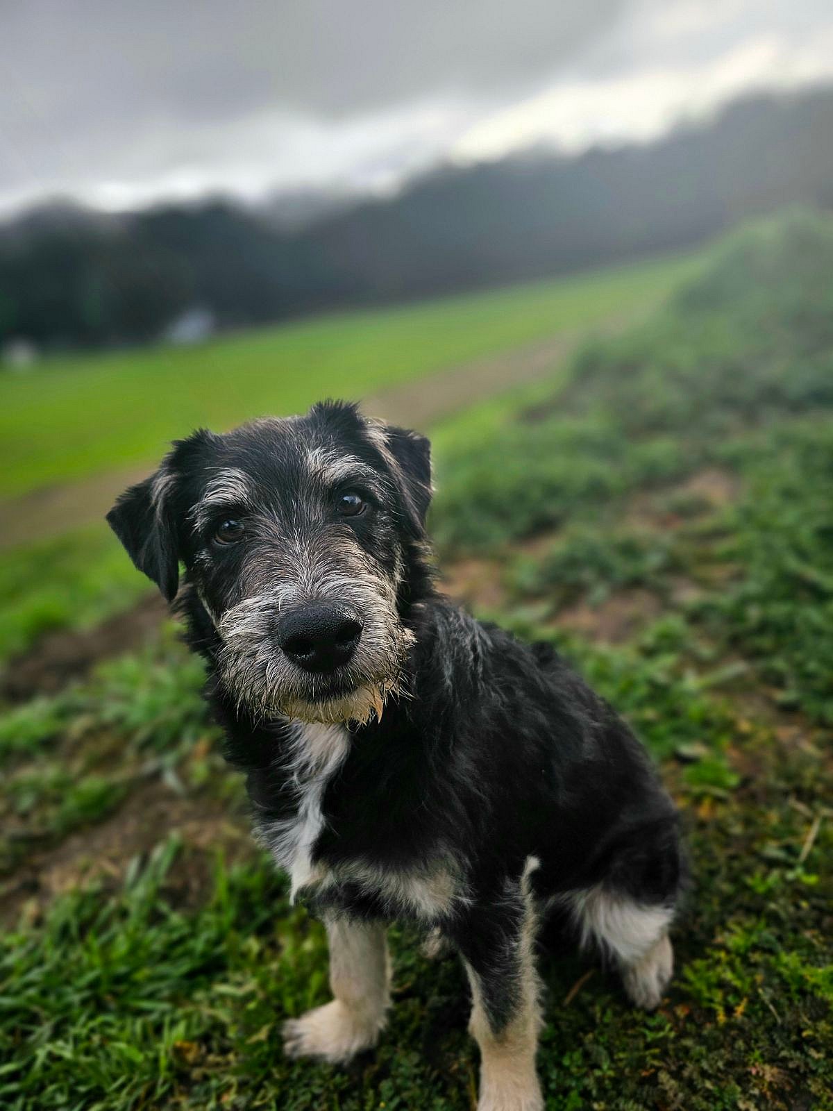 Johnny Boy - Schnauzer