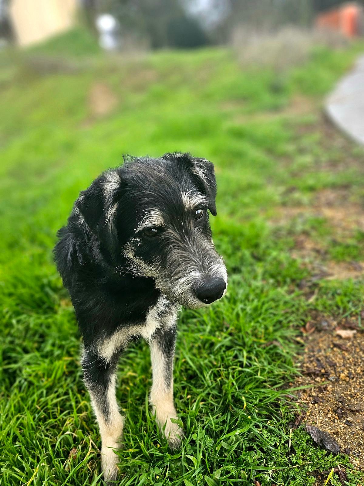 Johnny Boy - Schnauzer