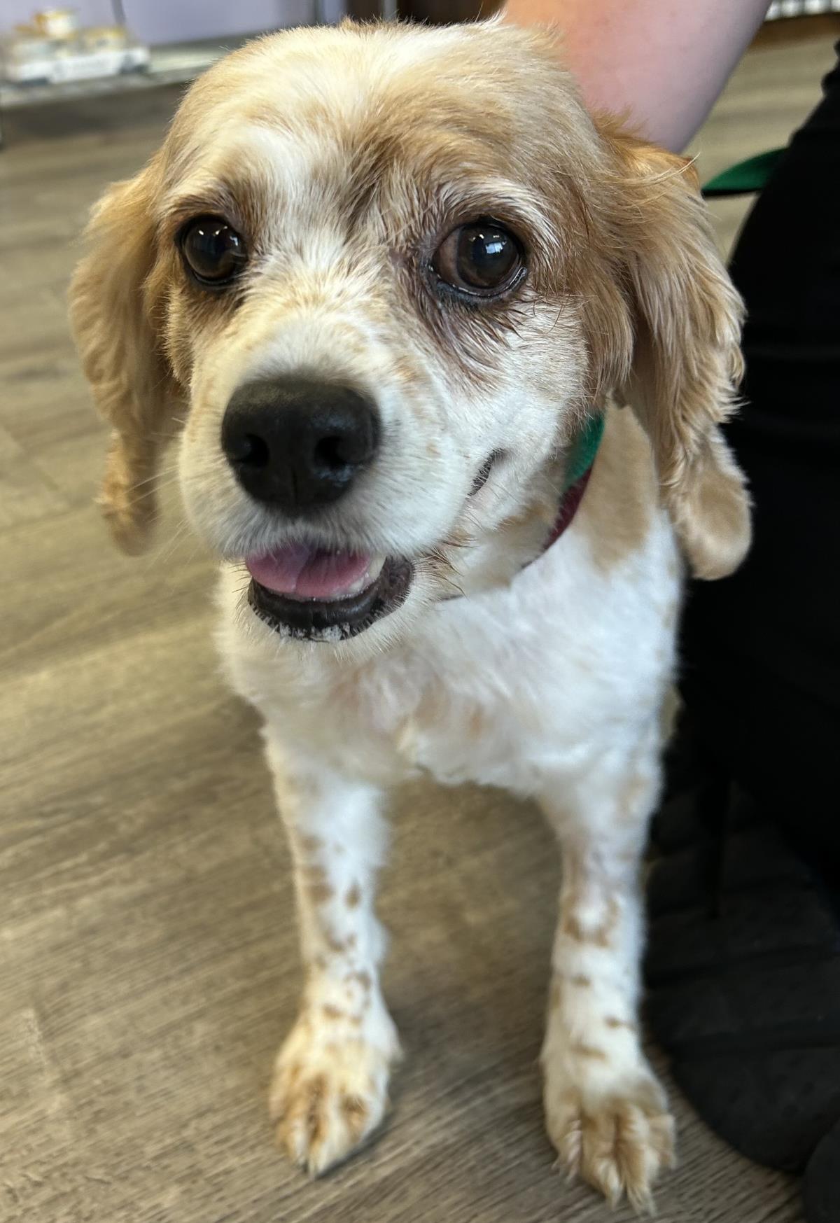 Amber - Cocker Spaniel