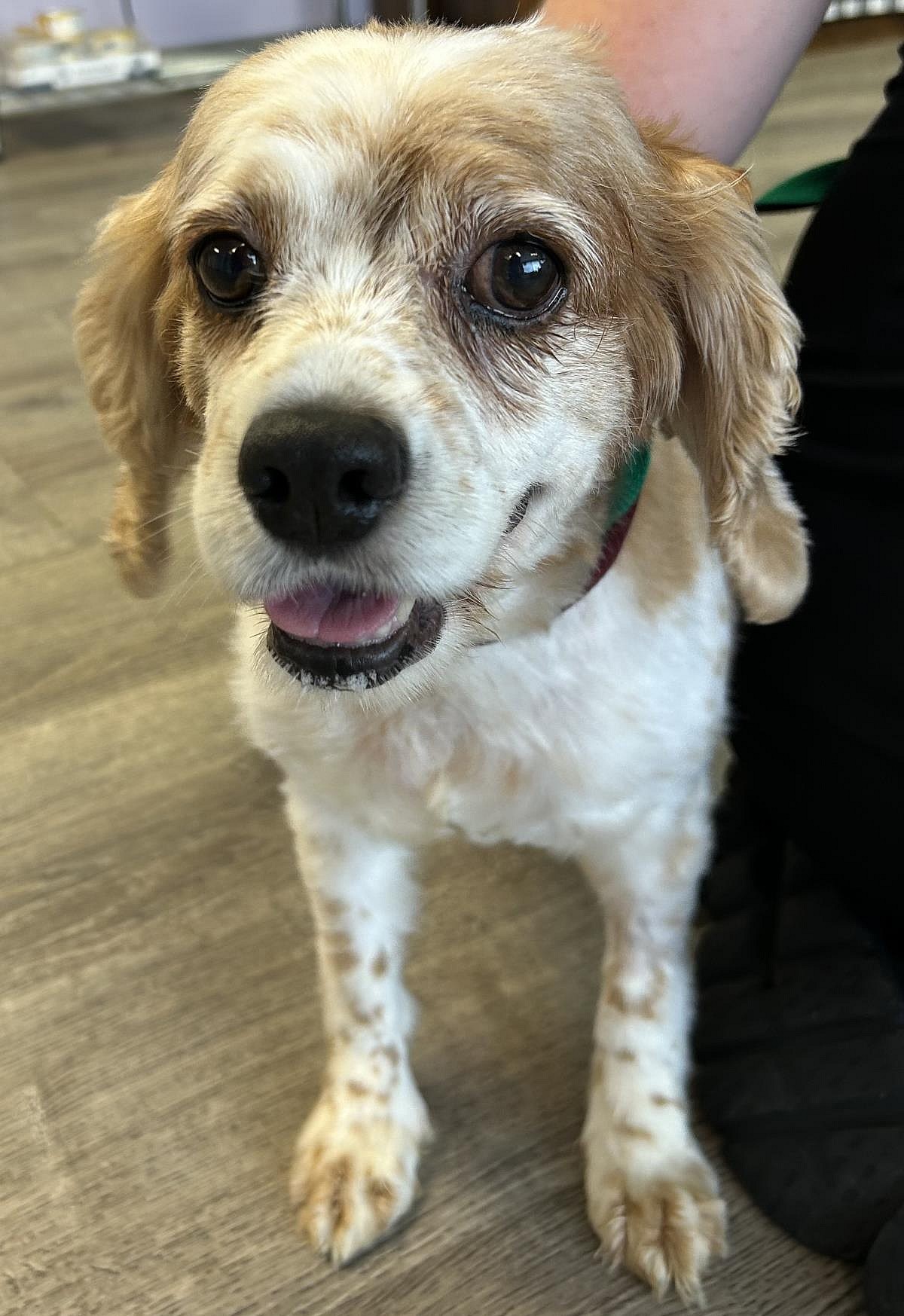 Amber - Cocker Spaniel