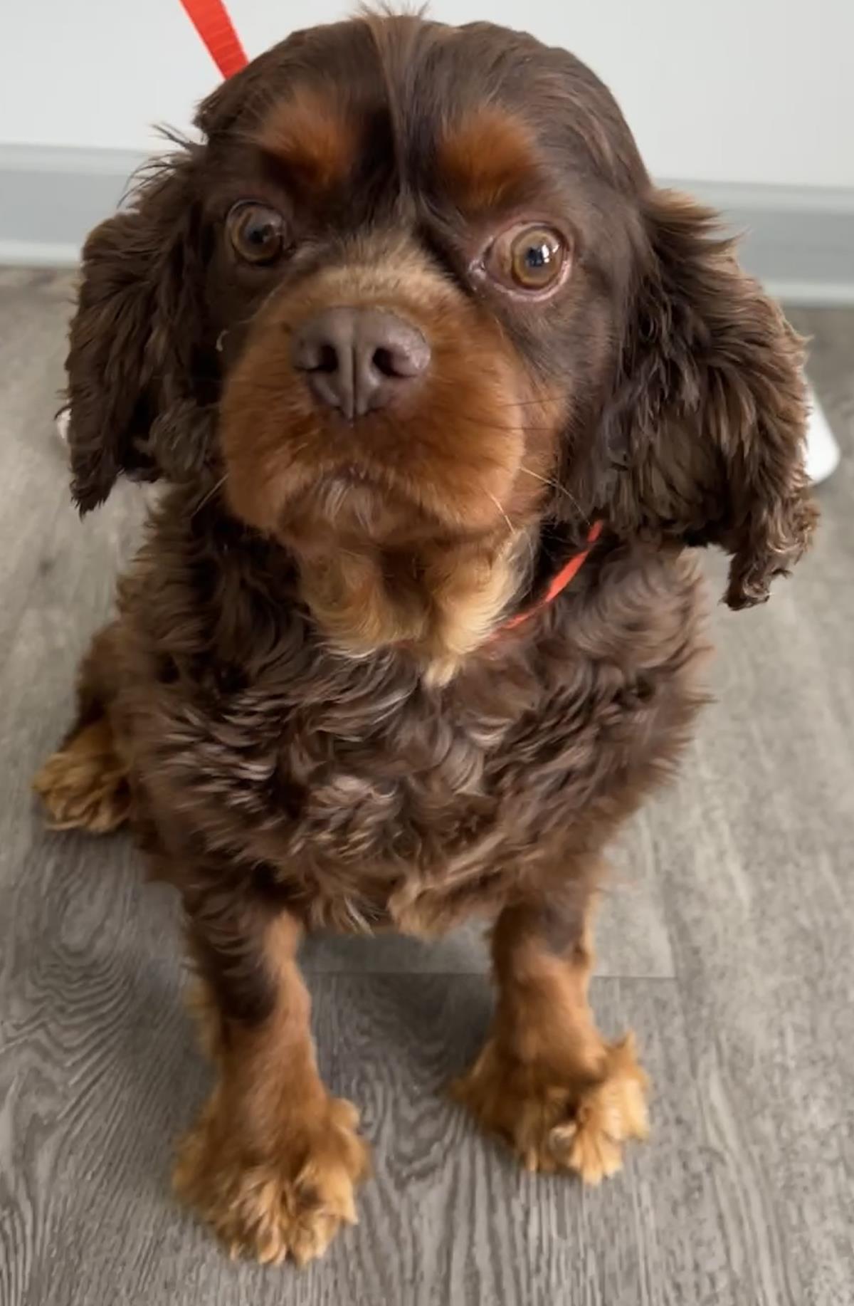 Buster - Cavalier King Charles Spaniel