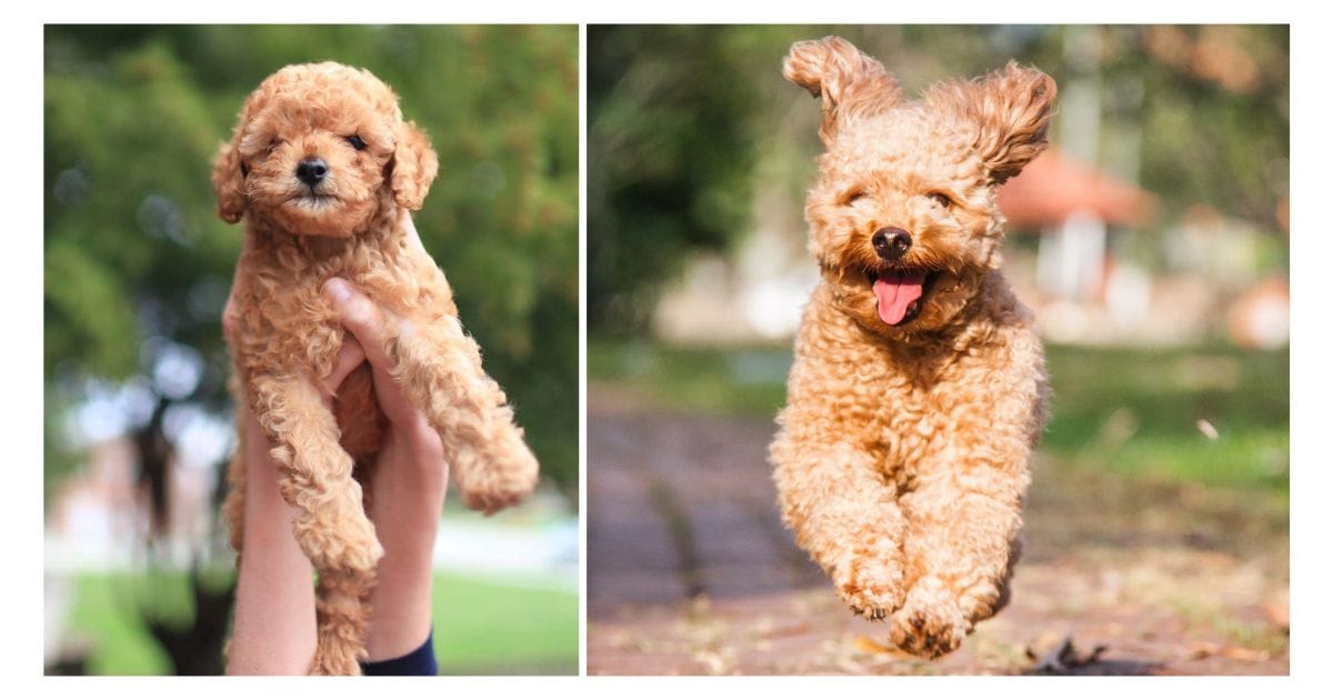 What is a Toy Poodle Dog: Adorable Companions Explained