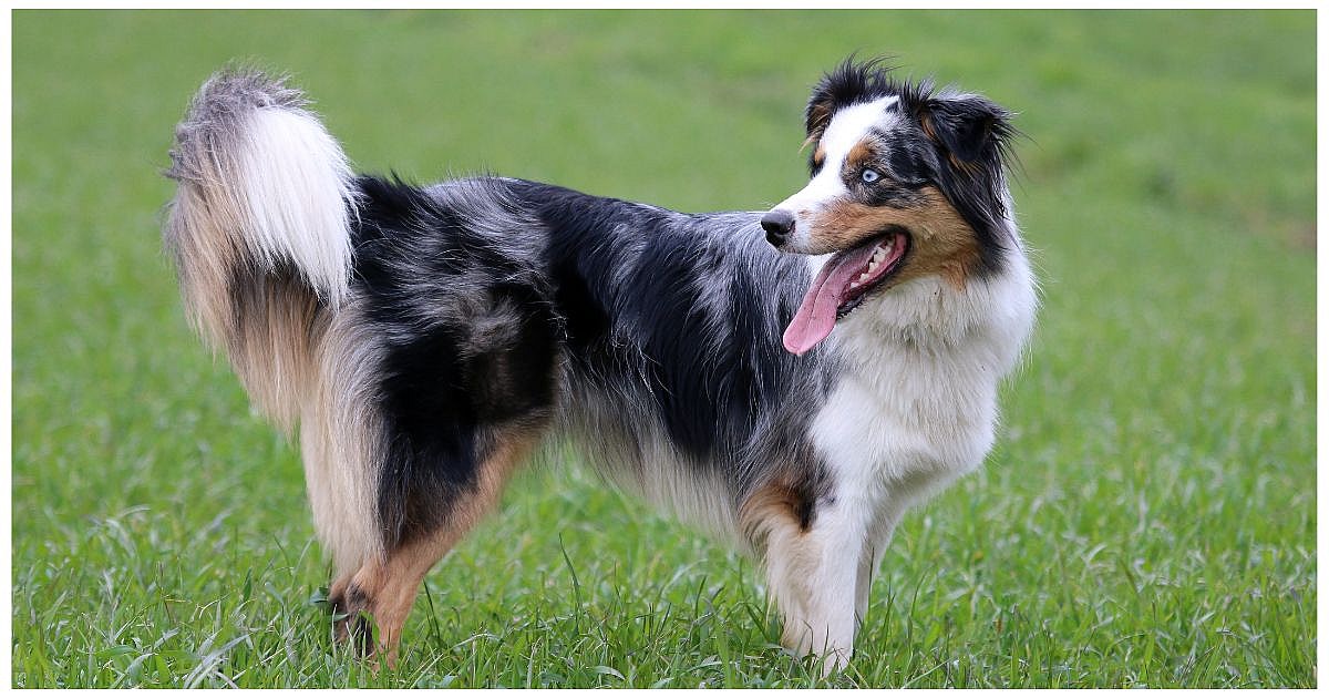 Long Haired Dog Breeds: Australian Shepherd