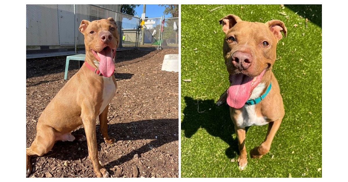 Little Ritchie- Half A Decade Spent In Shelter