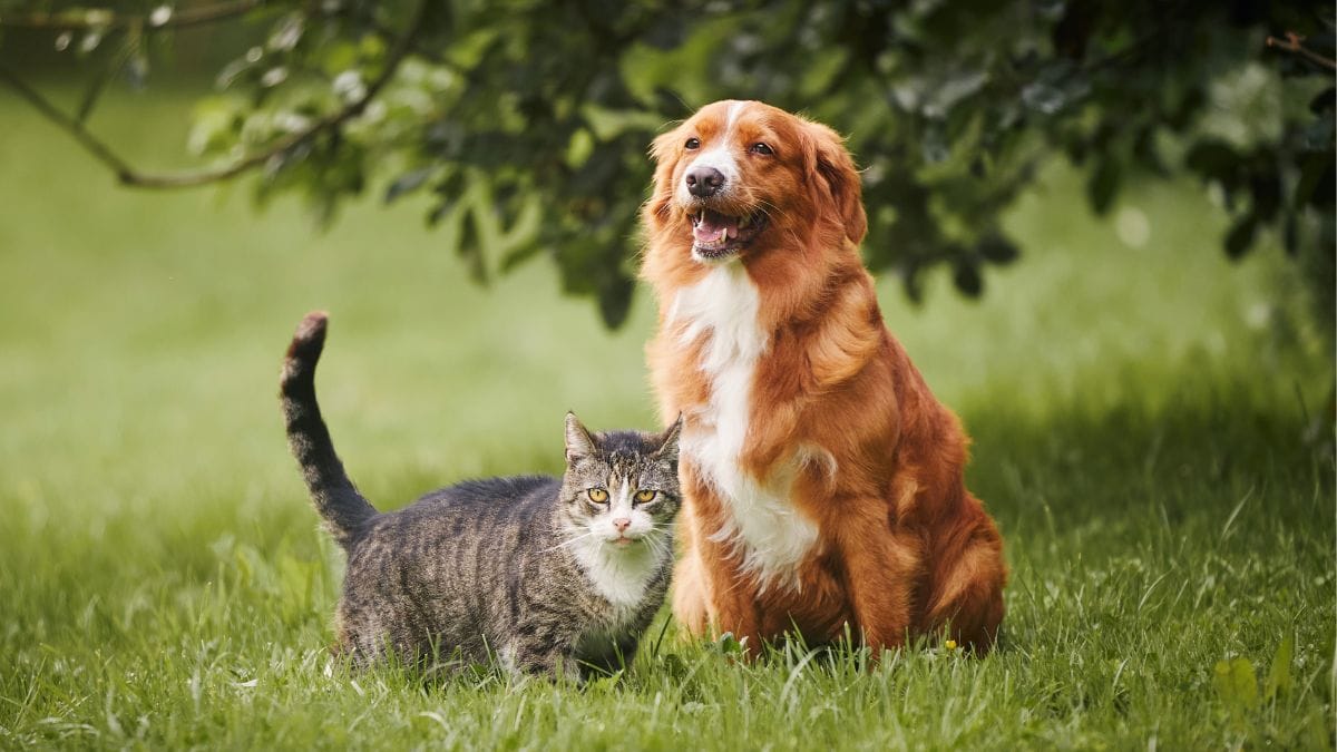 Dog Breeds That Get along With Cats: Best Friendly Companions