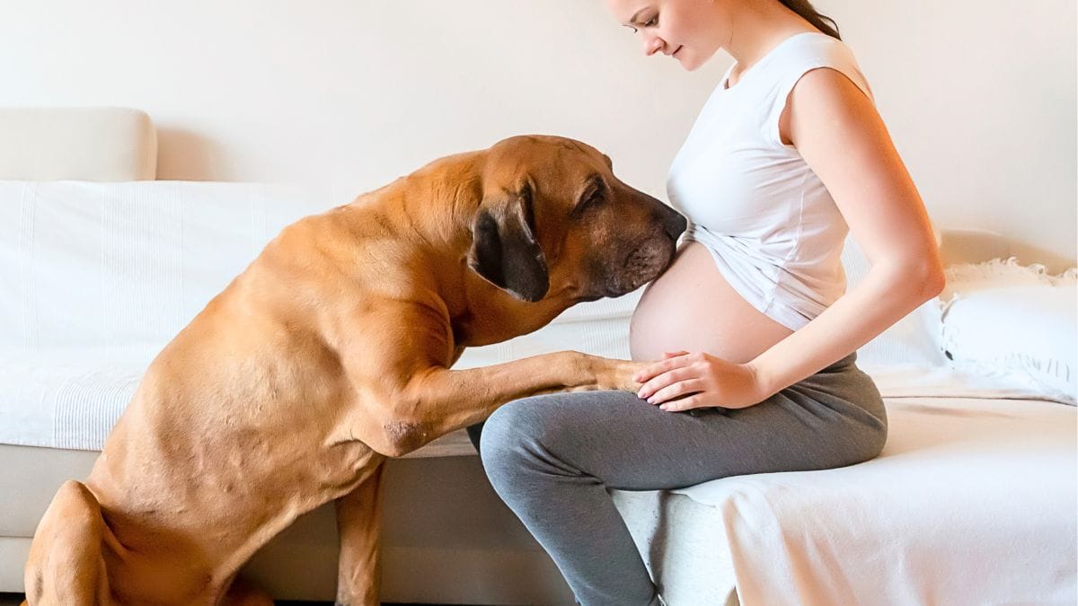 Dog Behavior And Pregnancy: Understanding Changes & Tips