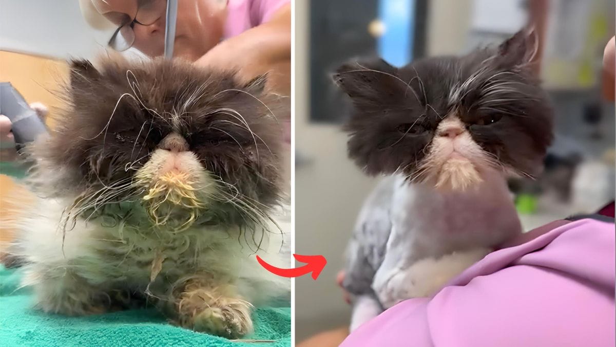 How to Groom a Cat With Matted Fur: Expert Tips