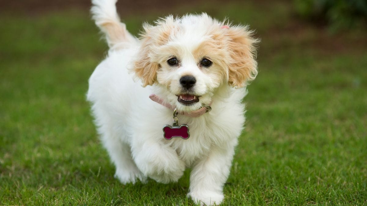 Cavachon Dogs Health Problems: Essential Care Guide