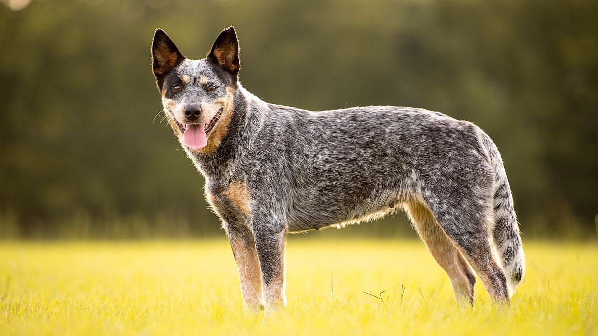 high energy dog breed