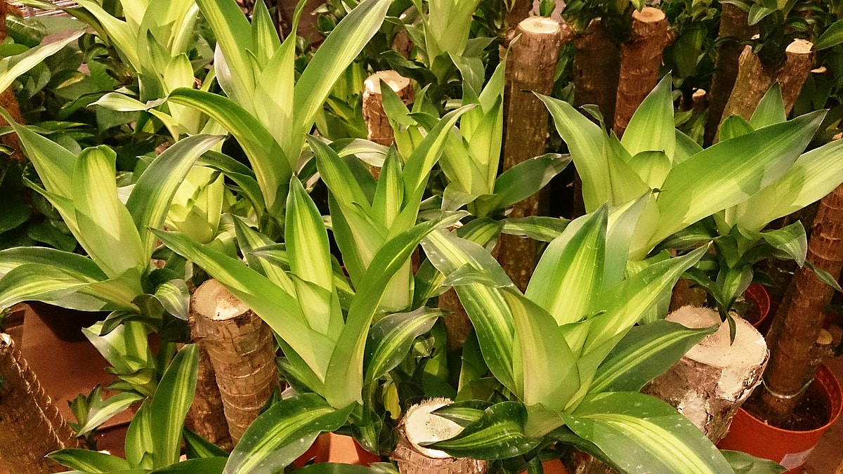 Close up of a Dracaena plant, the Dracaena is among the toxic houseplants for dogs