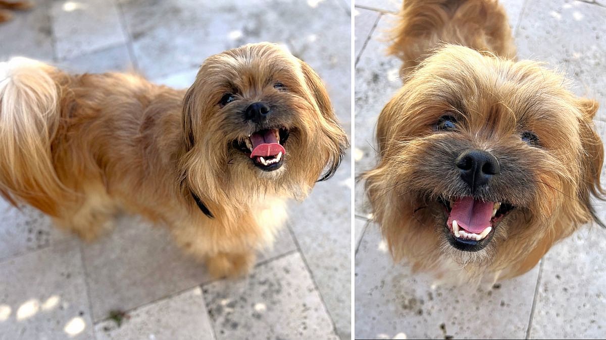 Koda up for Adoption