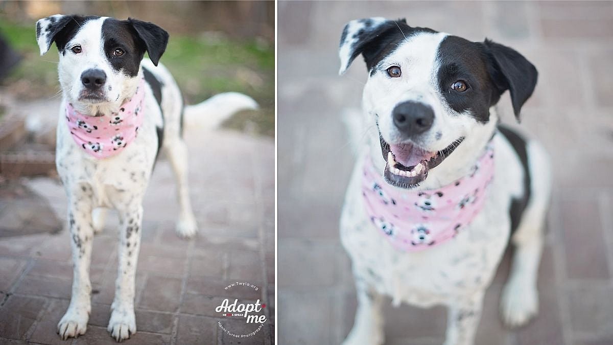 Rachel up for Adoption