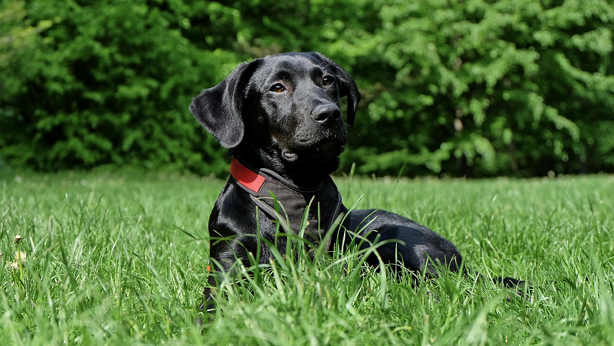A Black Labrador Retriever lying on green grass, Labs are among the best dog breeds for cats