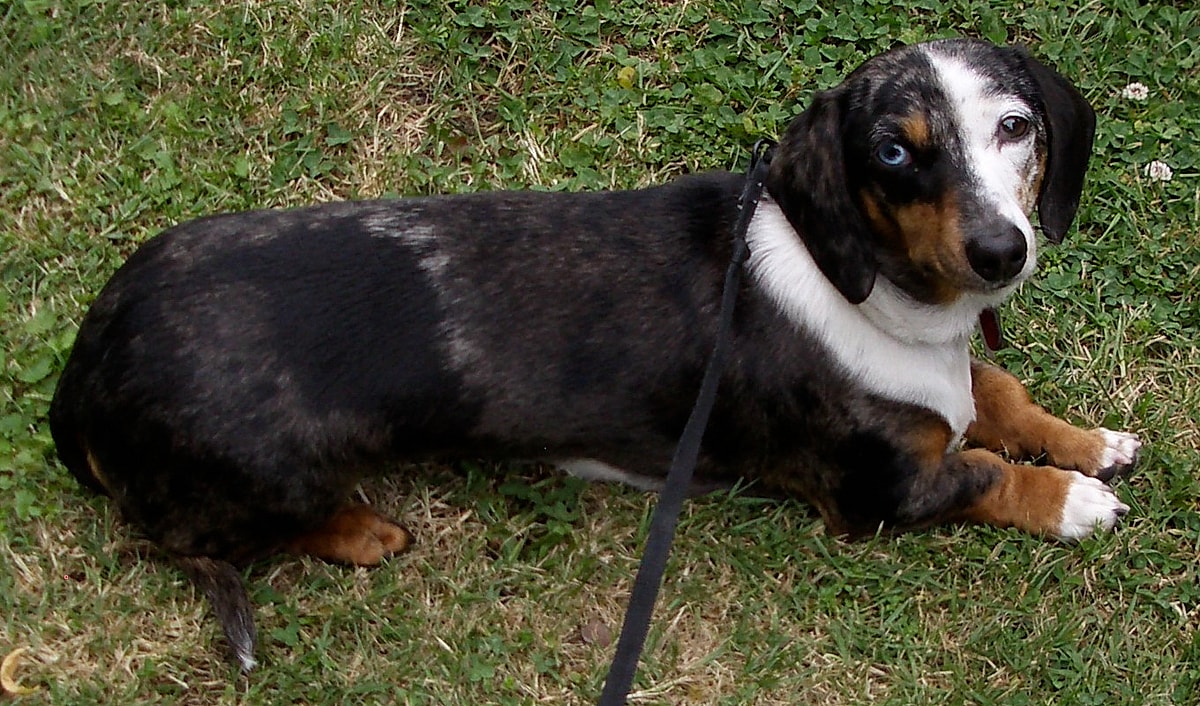 A dapple Dachshund with heterochromatic eye lying on grass, Dapple Dachshunds are among the common dog breeds with blue eyes  