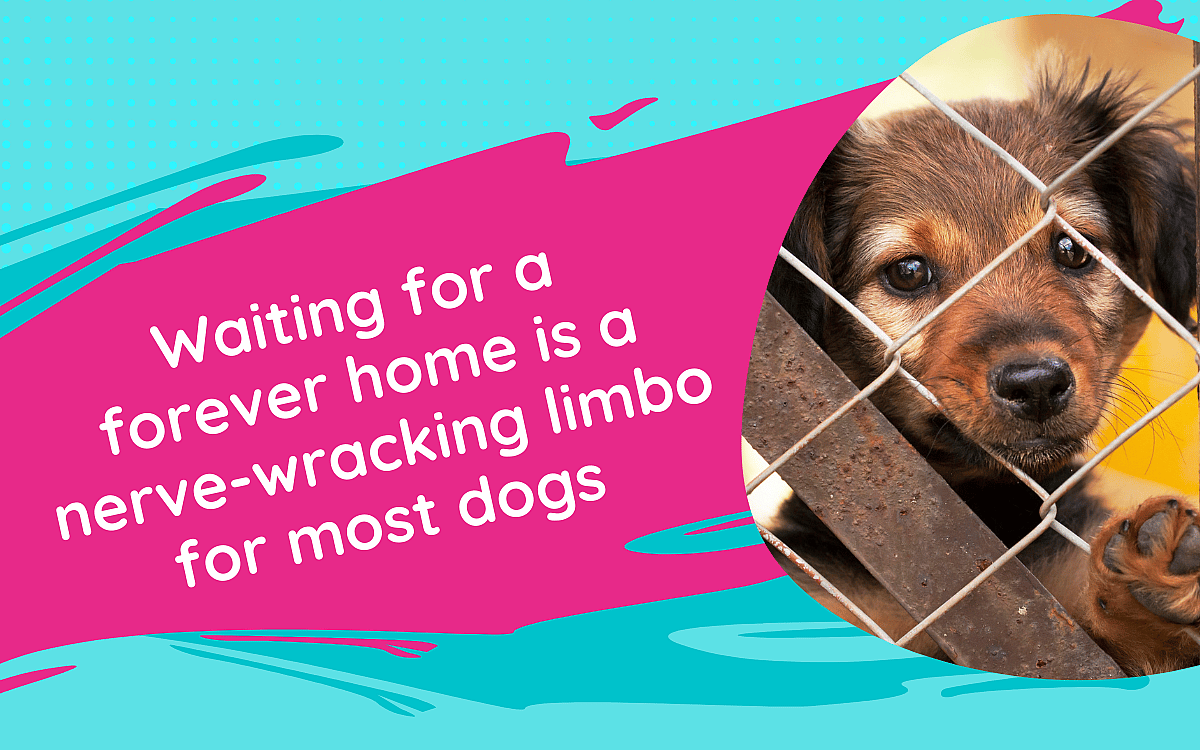 puppy behind enclosure waiting for a forever home