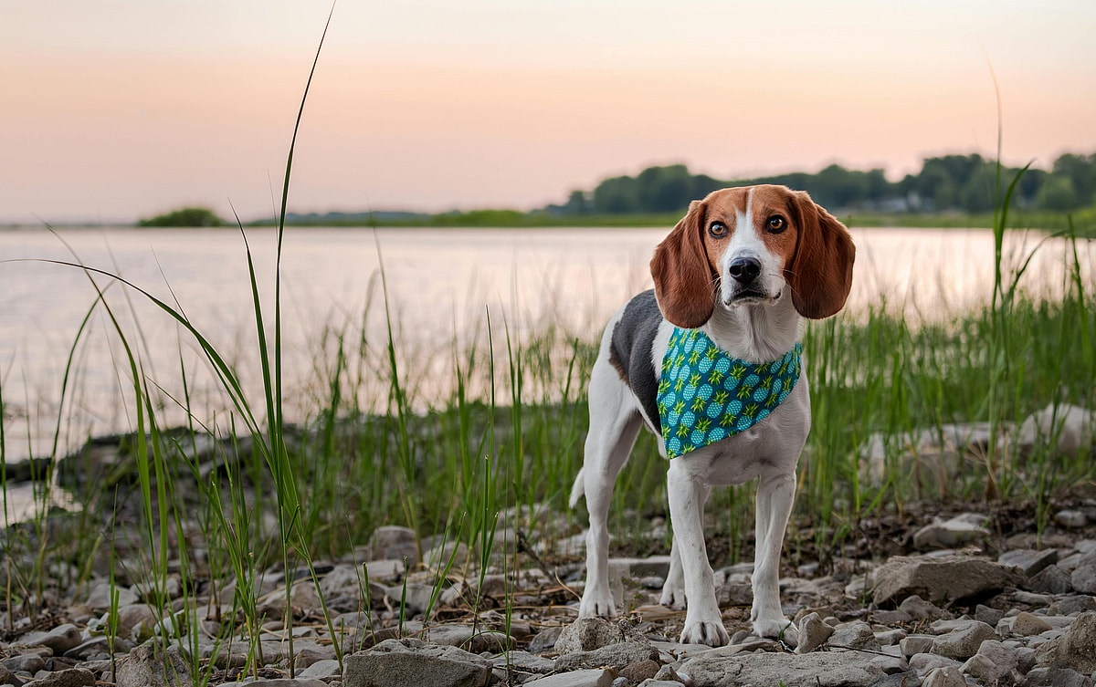 Beagle wearing a bandana standing on a rocky shore near a lake, Beagles are among the top dogs with long ears