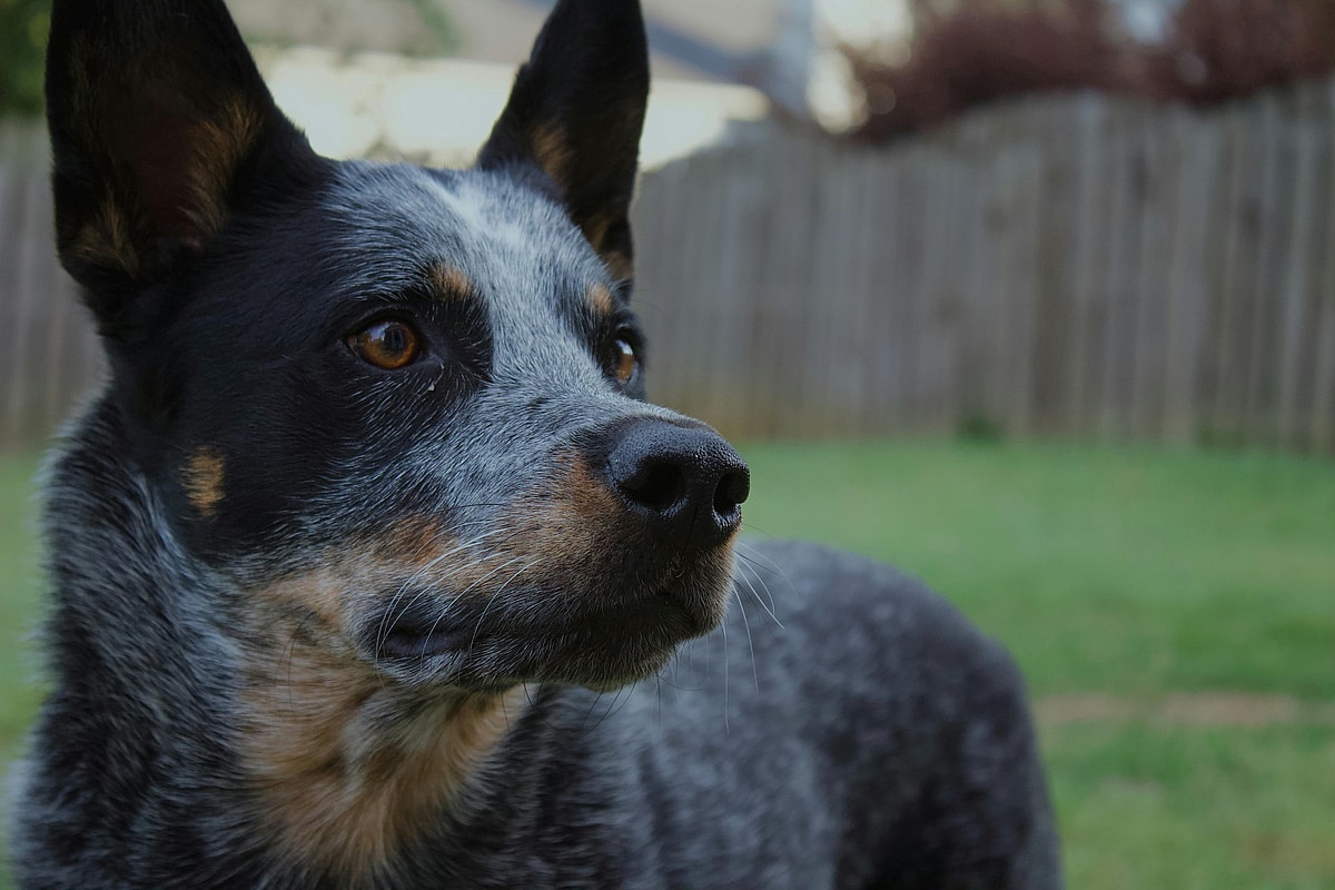 A close-up of an Australian Cattle Dog