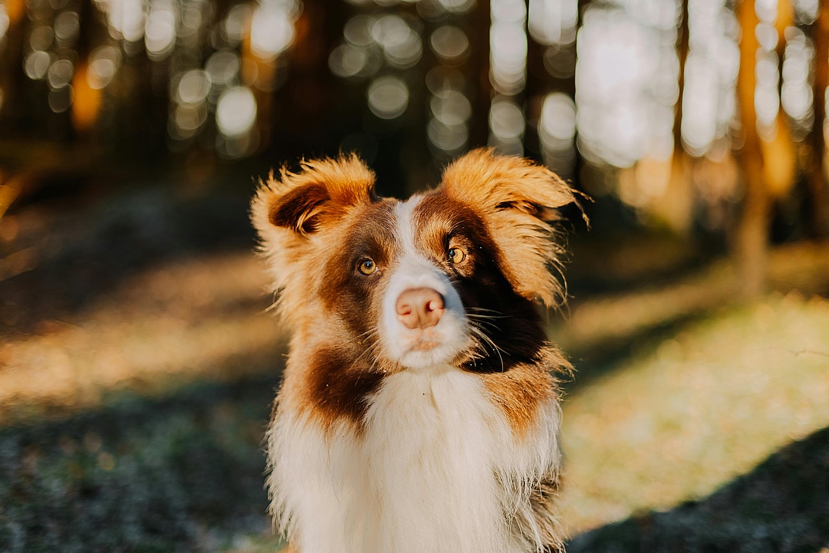 Close up of an Australian Shepherd