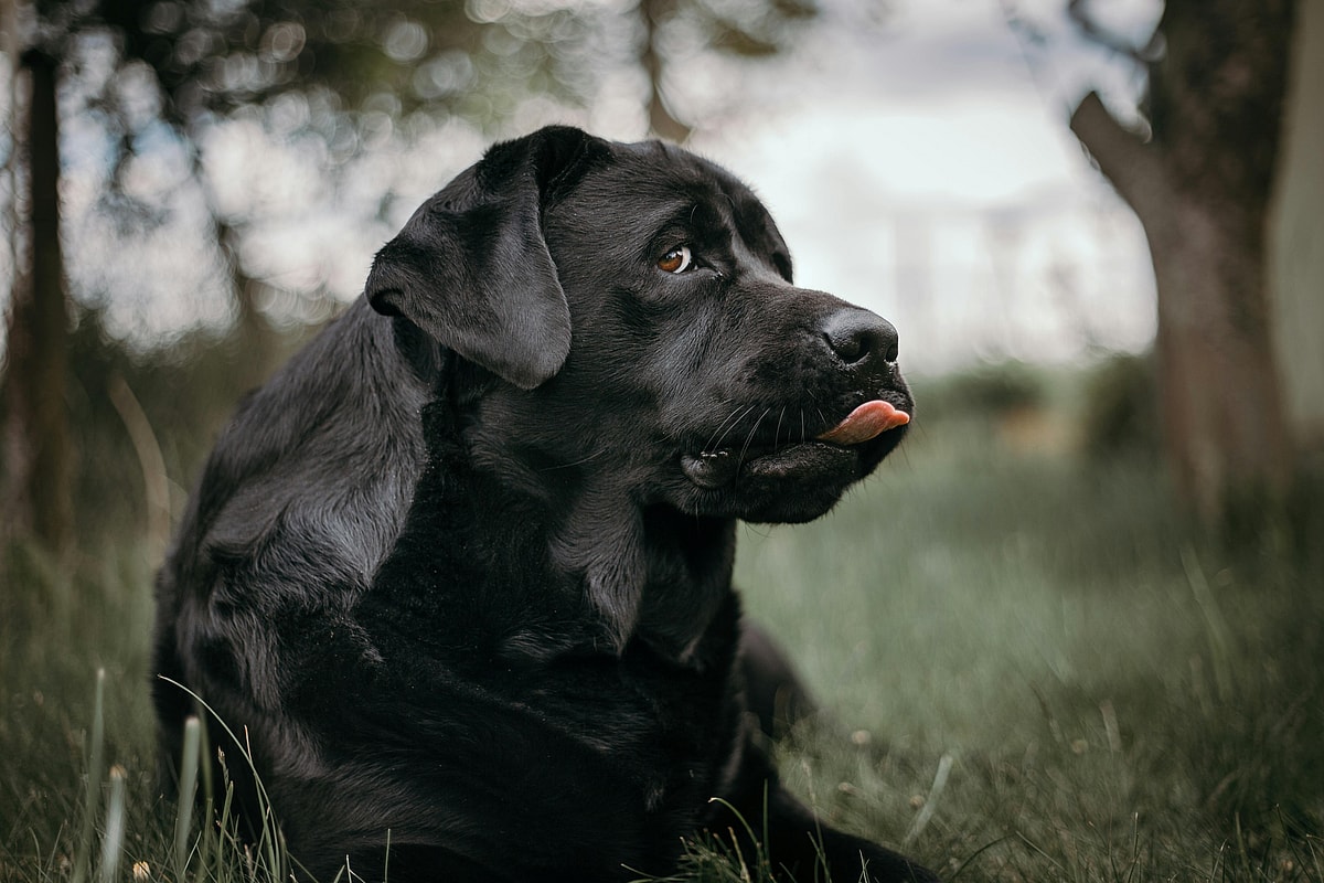 Close-up of a black Labrador Retriever lying down with tongue slightly sticking out