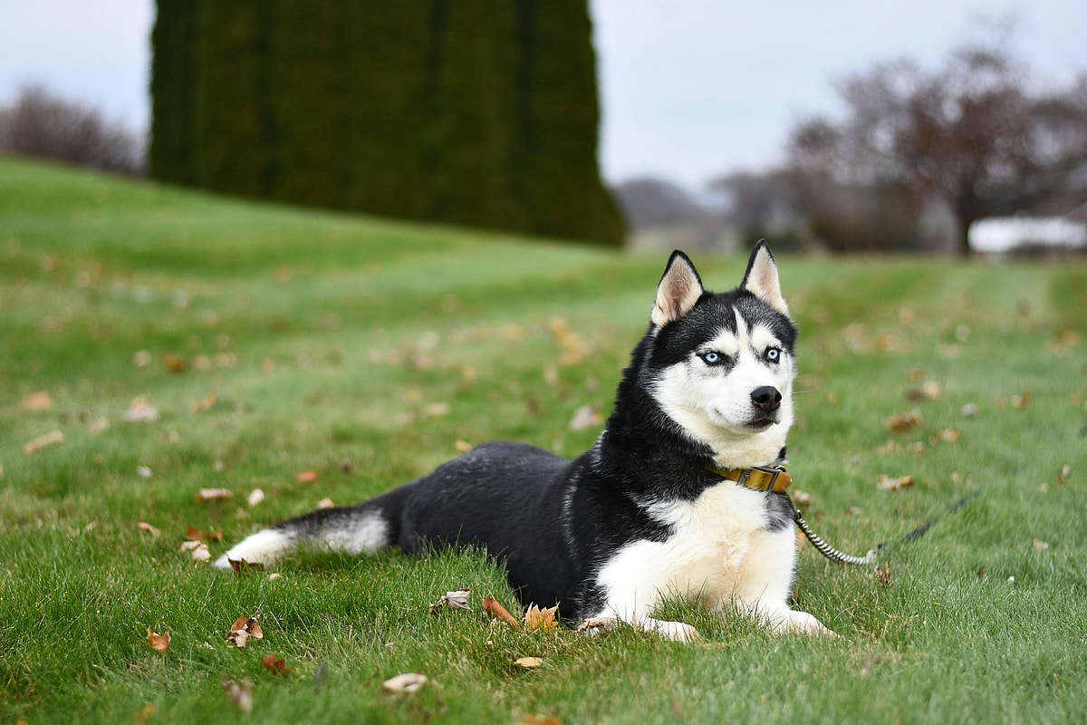 A Siberian Husky lying on a field of grass