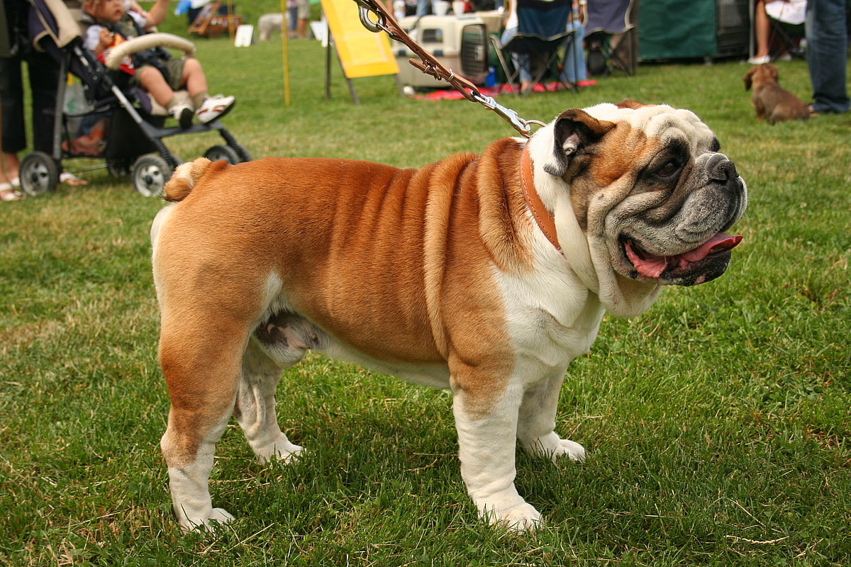 Close up of a leashed Bulldog, Bulldogs are among the best dog breeds for cats