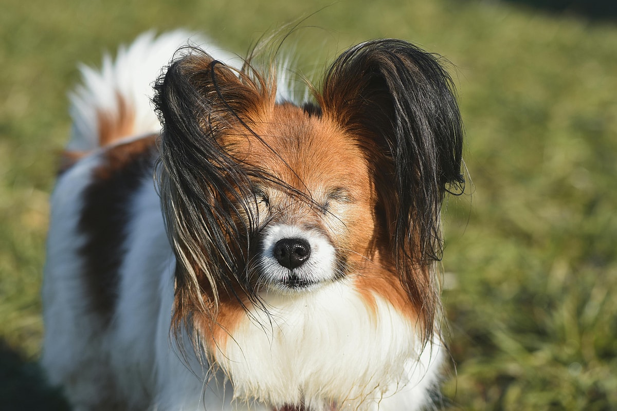 Close up of a Papillon, Papillons are among the best dog breeds for cats