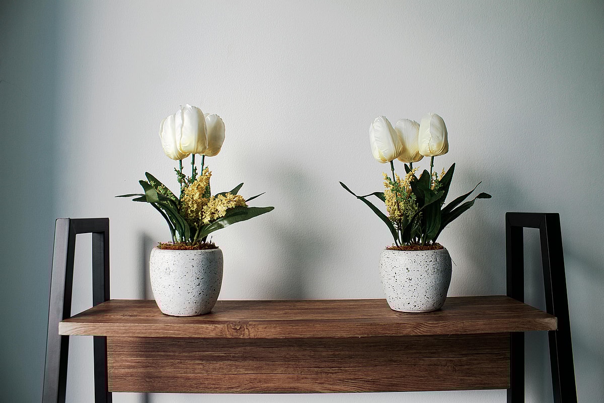 Two potted Tulip plants placed on a table, Tulips are among the toxic houseplants for dogs