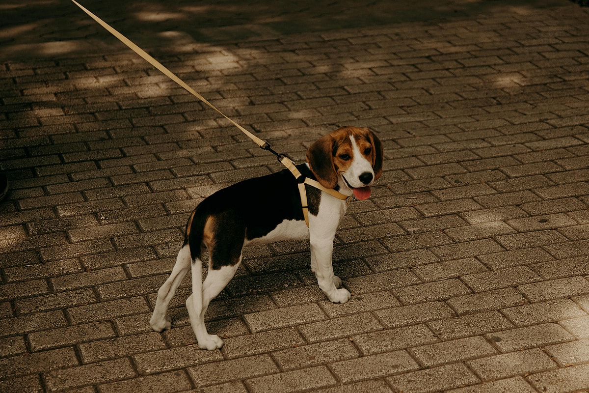 A leashed Beagle standing on a pavement, Beagles are among the best dog breeds for cats
