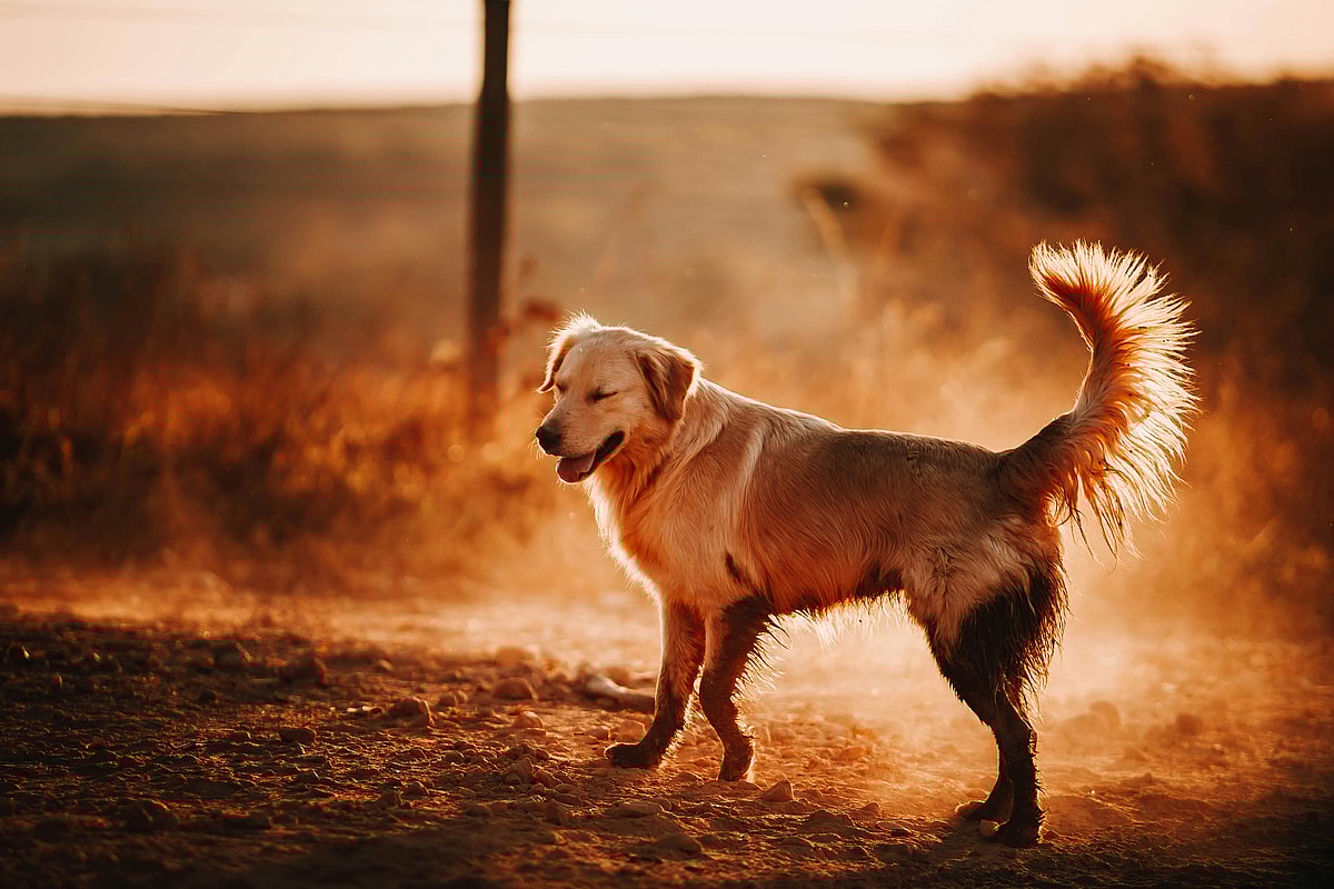 A happy Golden Retriever standing on the ground, Golden Retrievers are among the best dog breeds for cats