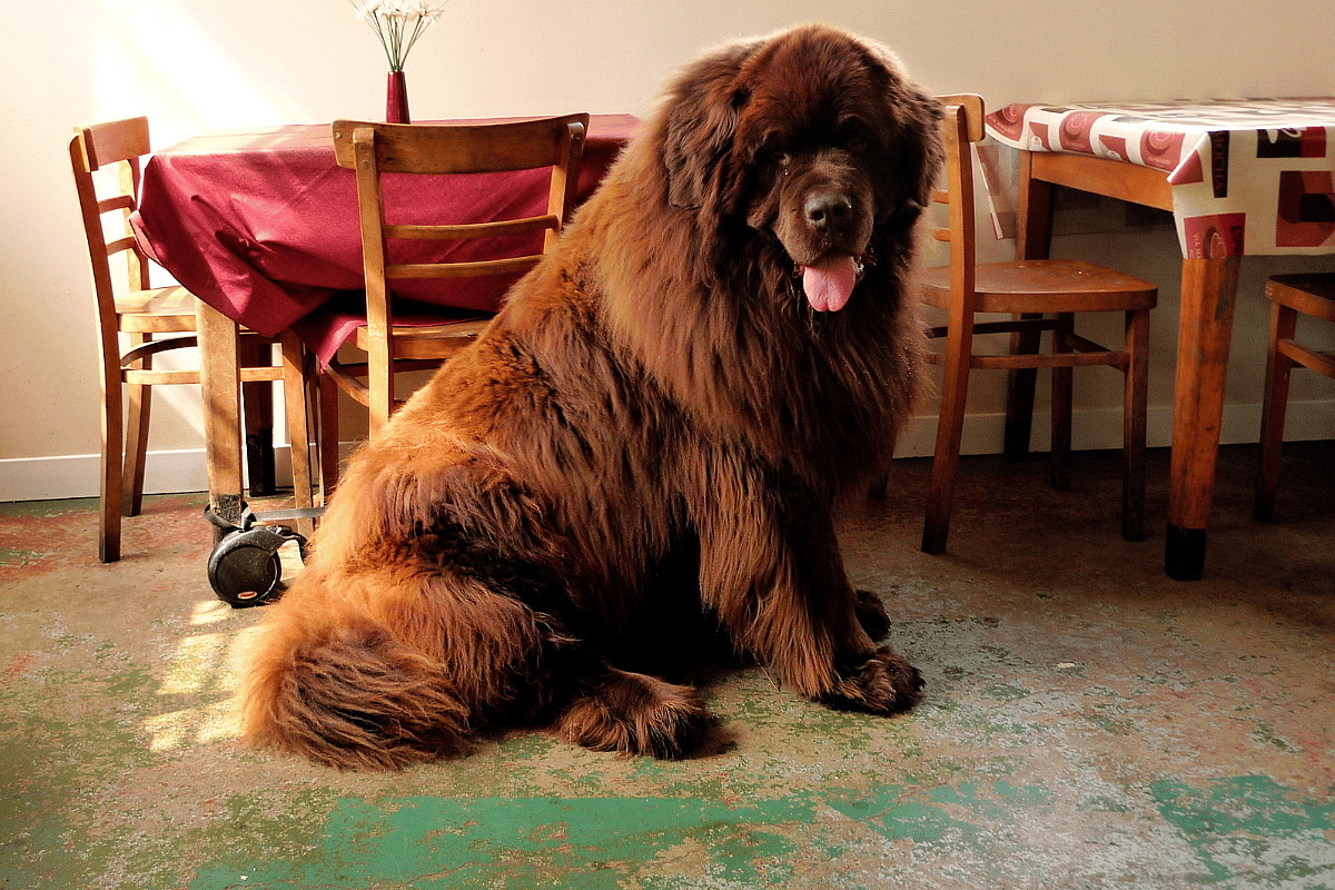A Newfoundland seated on the floor with tongue slightly out, Newfies are among the dog breeds with manes 