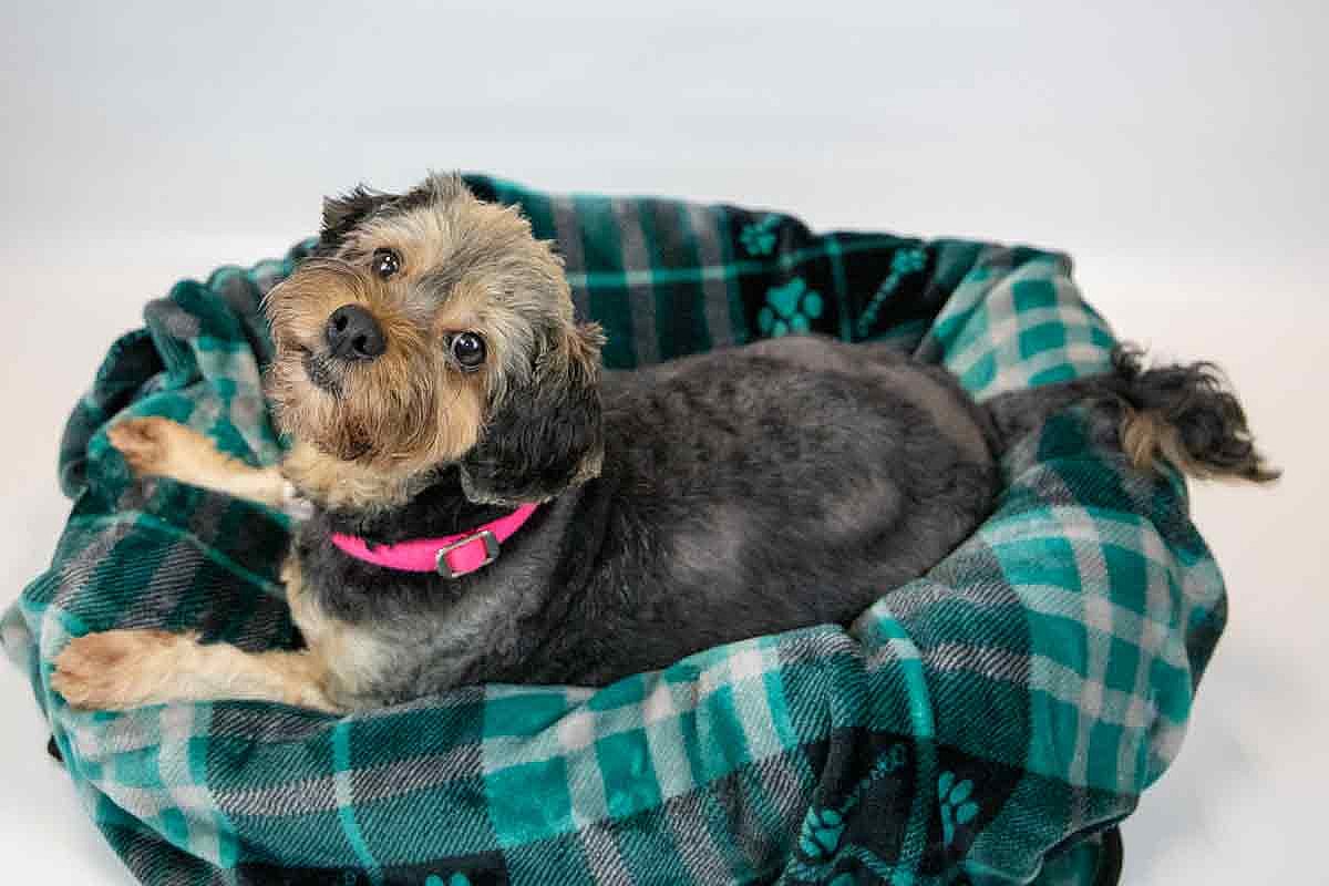 Suri - Yorkshire Terrier Yorkie