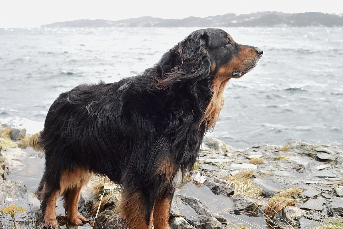 a Gordon Setter standing next to a lake, Gordon Setters are among the dogs woth long ears 
