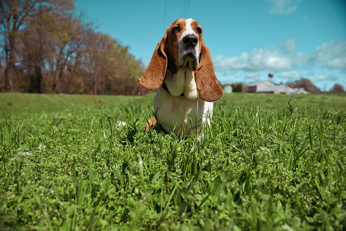 A Basset Hound standing in a green field, Basset Hounds are among the best dog breeds for cats