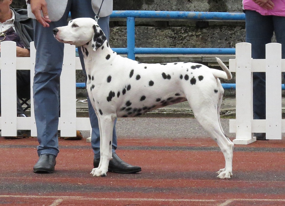 Close up of a leashed Dalmatian, Dalmatians are a