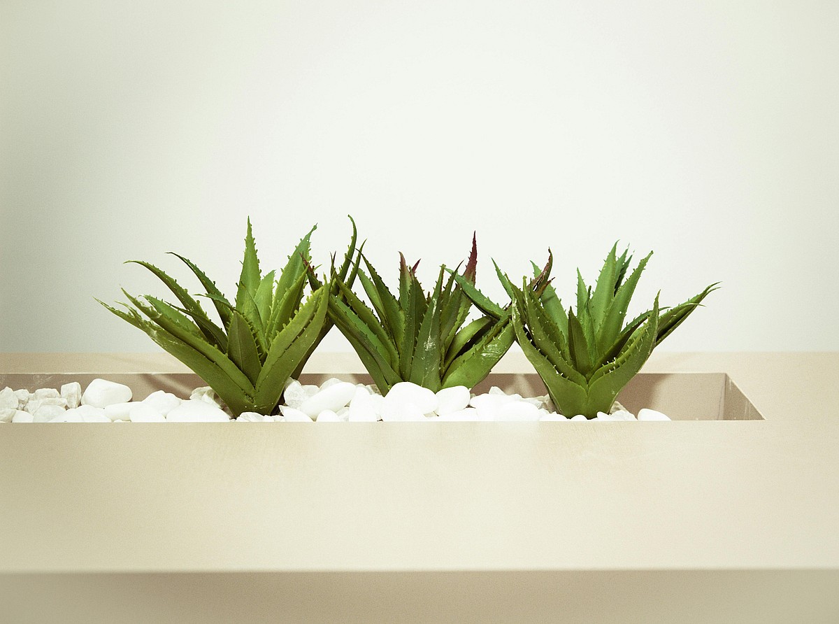 Close up of three aloe vera plants, the aloe vera is among the toxic houseplants for dogs