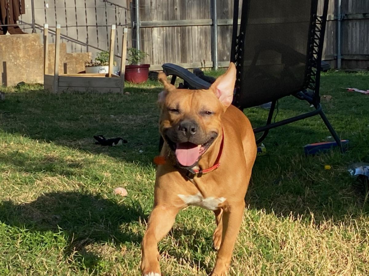 Harley