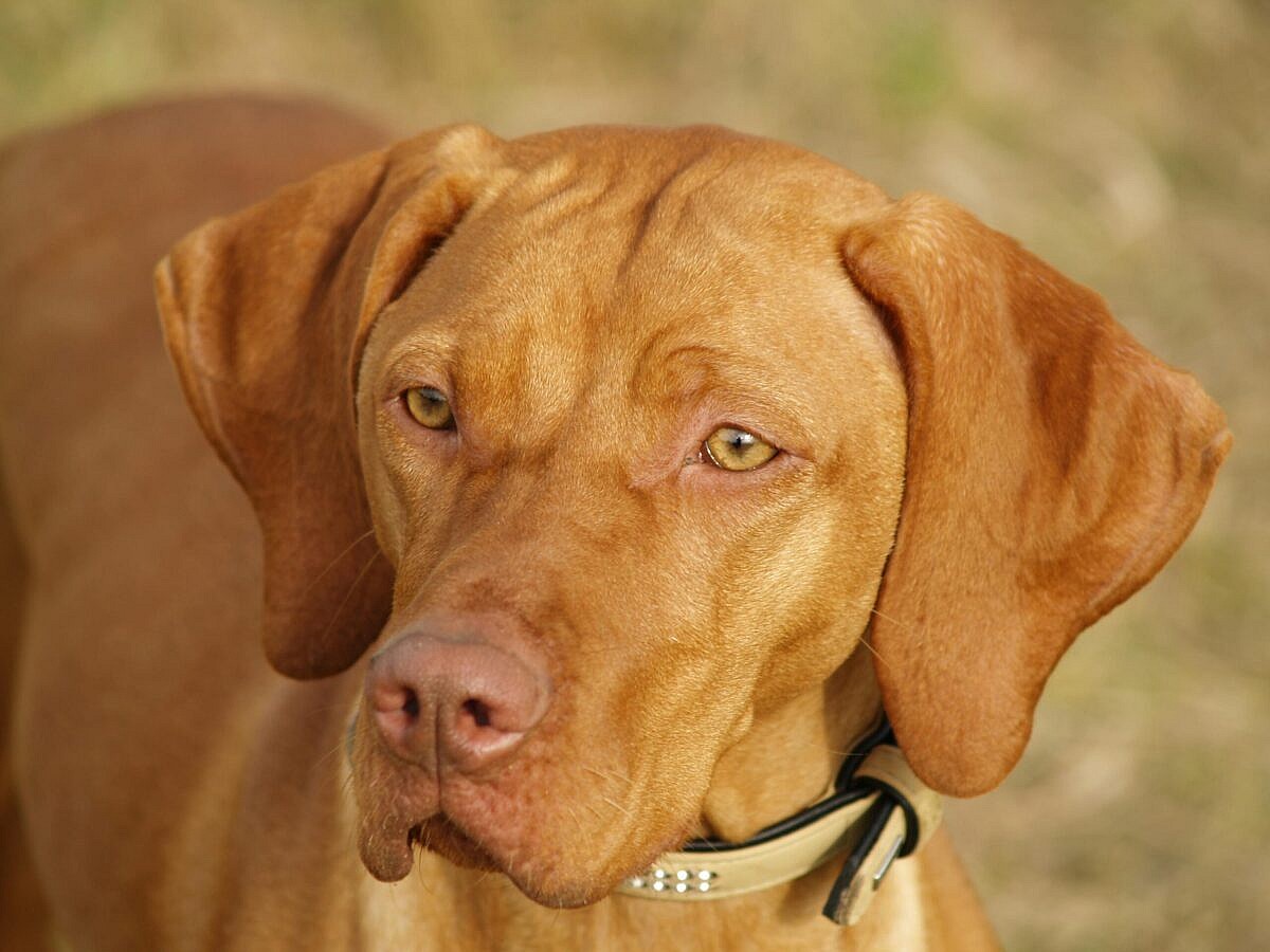 A close-up of a brown Vizsla